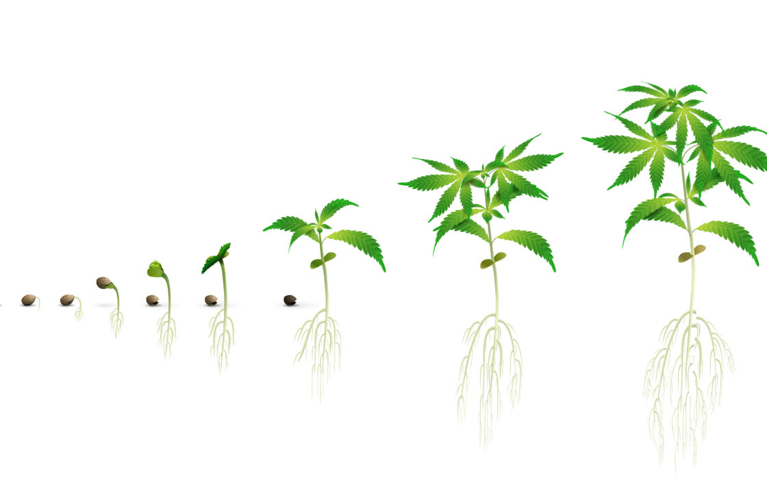 cannabis seed growth stages